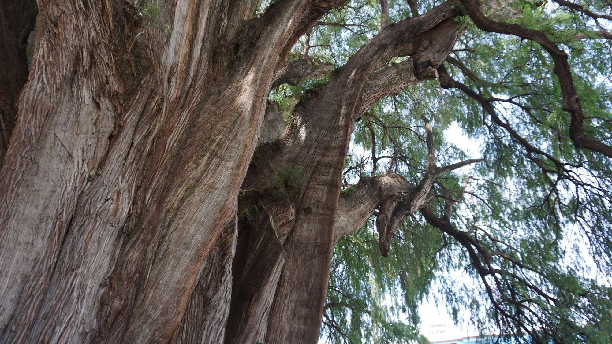 Arbol del Tule Horse - Off Path Travels