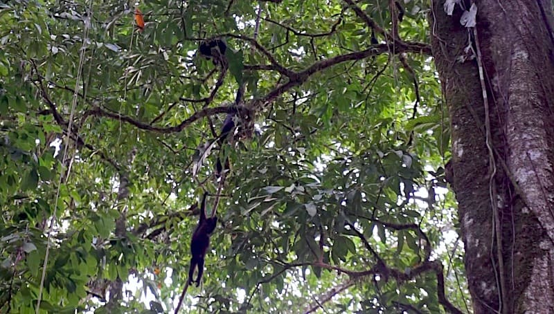 Spider monkeys in the trees above the pool at Misol-Ha Waterfall.