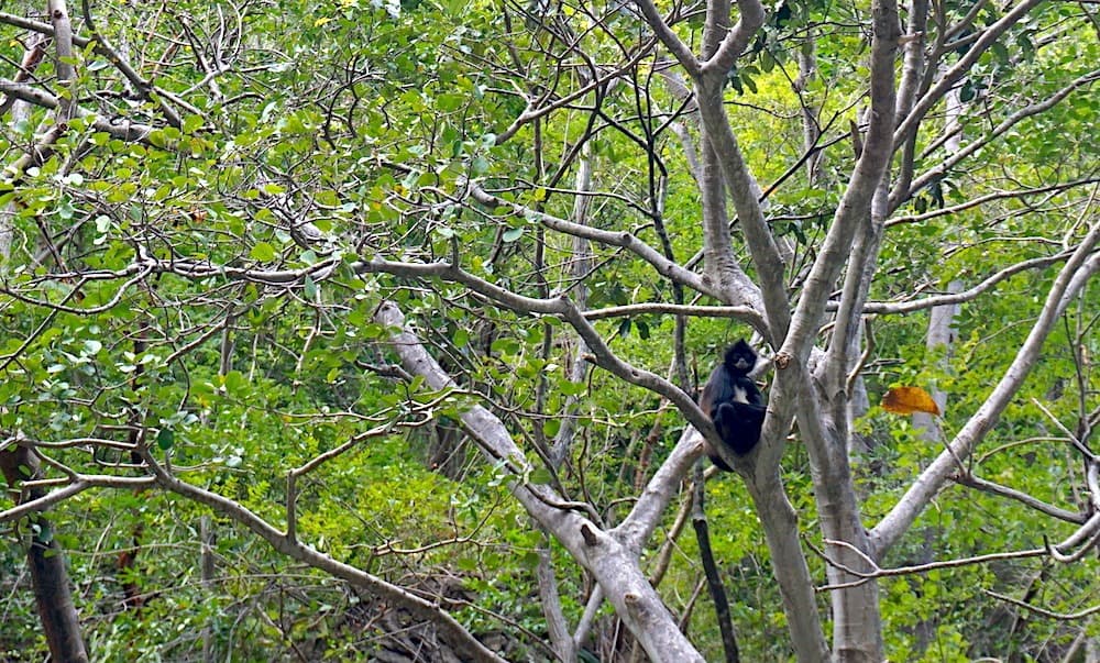 A monkey in Sumidero Canyon in Chiapas Mexico