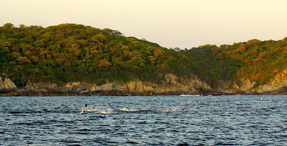 Manta rays jumping out of the water in Huatulco's attraction: the tour of the bays