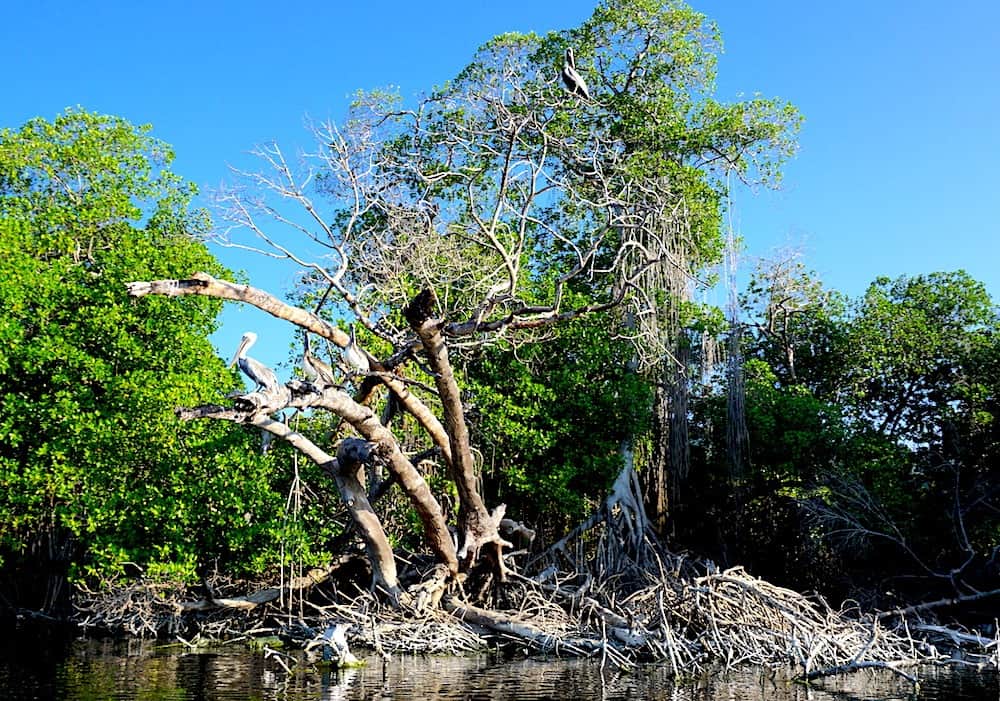 Bird on Manialtepec Lagoon