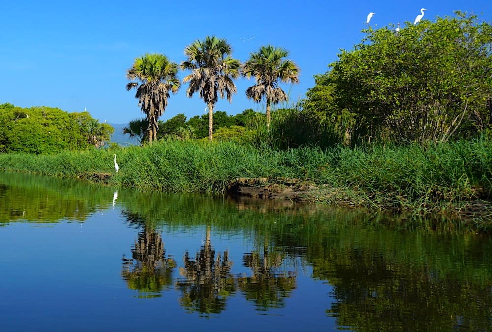 Birds on Manialtepec Lagoon