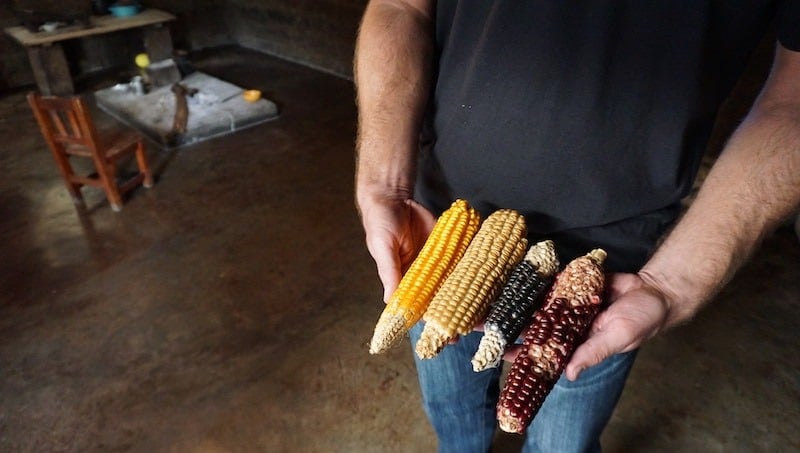 Zinacantan Corn