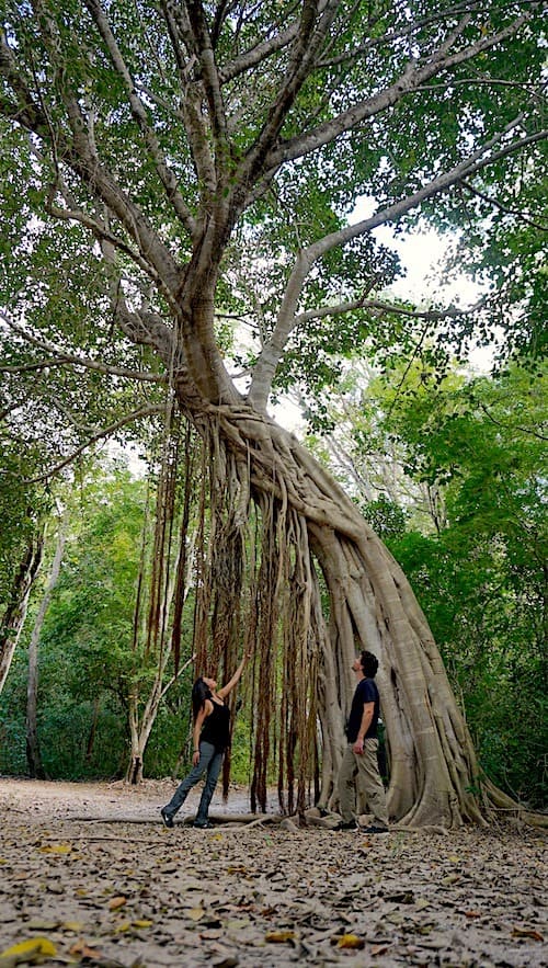 A beautiful tree at the Edzna archelogical ruins, one of the best things to do in Campeche Mexico