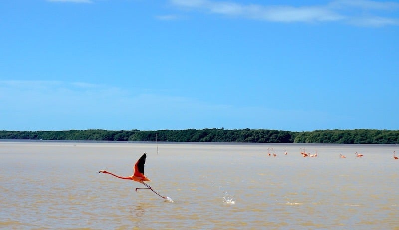 A flamingo taking flight on the boat tour in Yucatan Mexico
