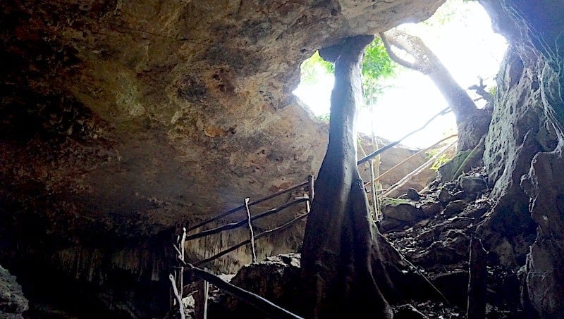 The large tree at the entrance to Santa Cruz, one of the three cenotes cuzama