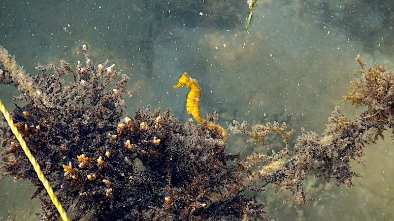 A seahorse at Iguana Reef Inn in Caye Caulker Belize