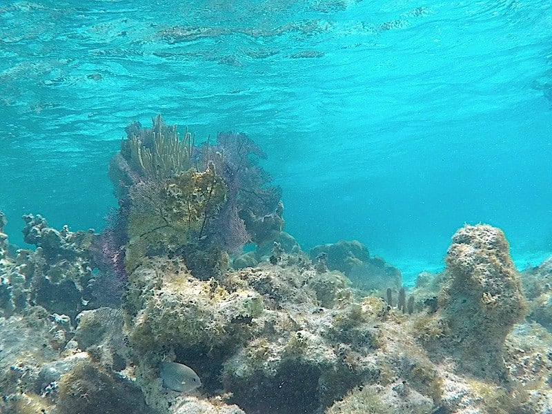 An underwater shot of coral during a snorkel session near Caye Caulker