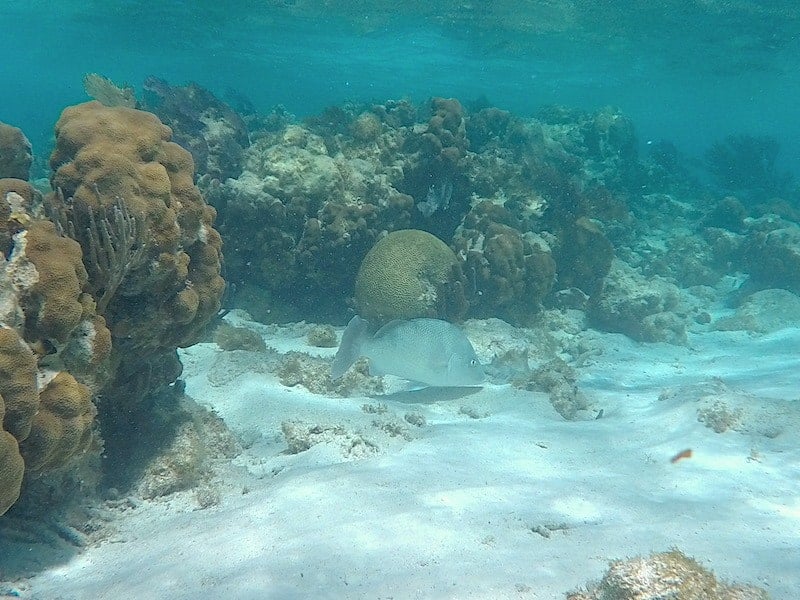 A fish near coral