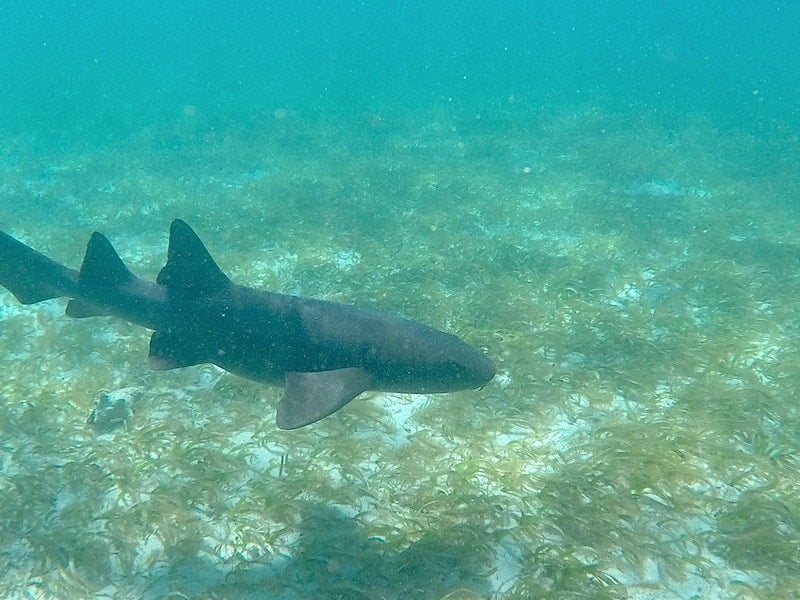 A shark near us while snorkeling in Caye Caulker