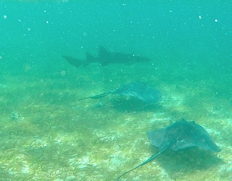 Some of the rays and a shark while snorkeling in Caye Caulker Belize