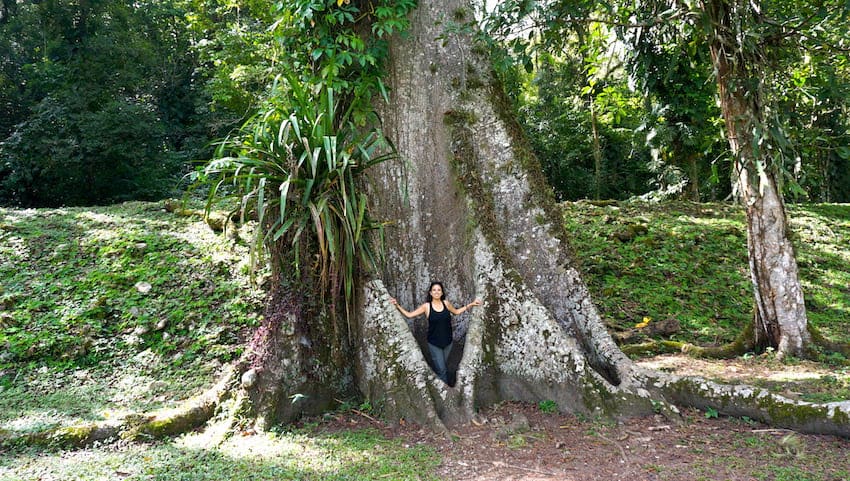 Tree in jungle at Yaxchilan Ruins