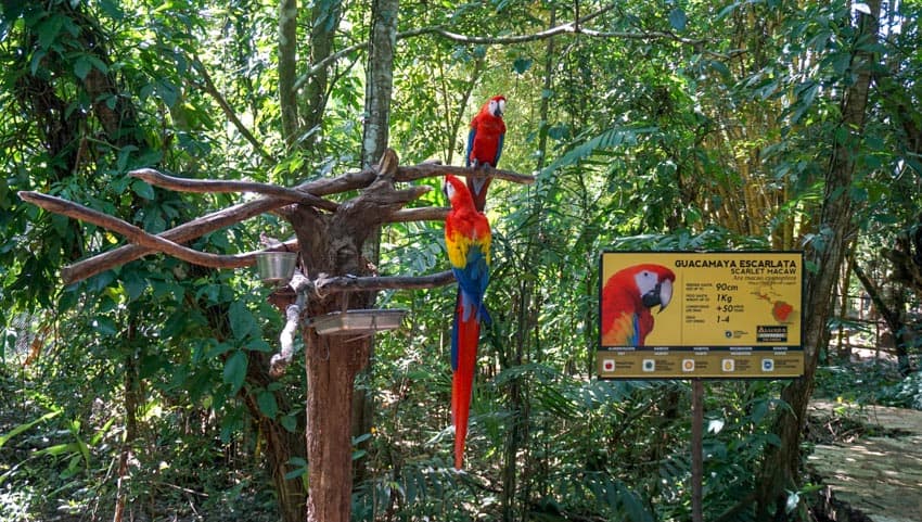 Aluxes Ecoparque Scarlet Macaws