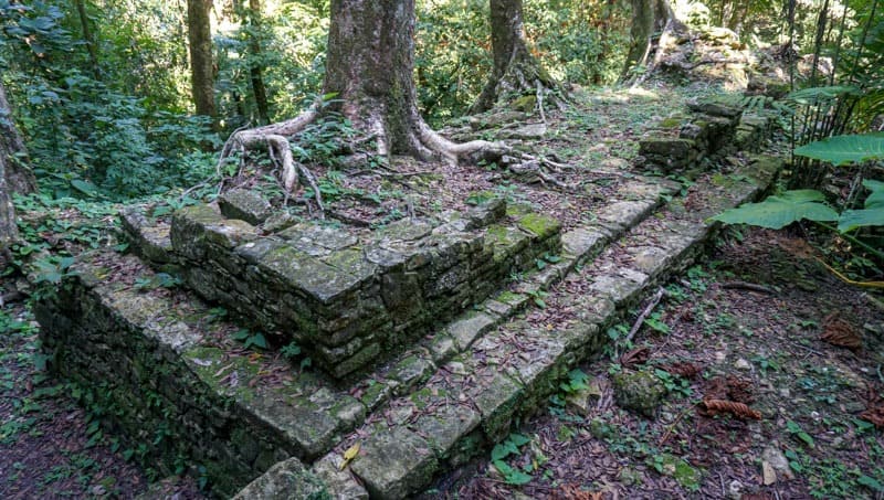 ancient Maya ruins with tree roots