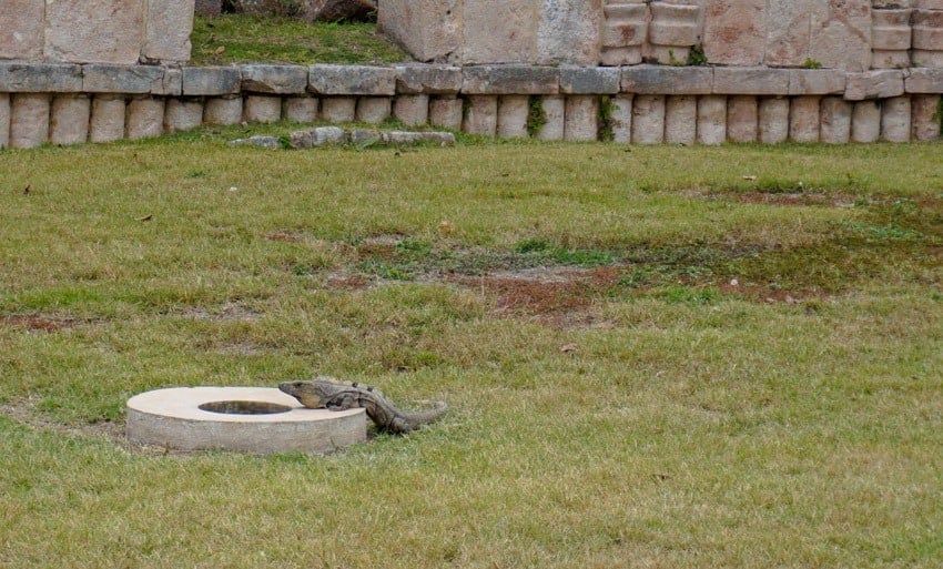 A lizard guarding a chultun at Kabah in Yucatan