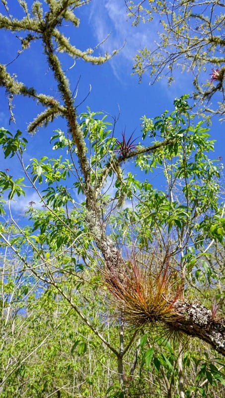 Some vegetation near Tenam Puetne ruins in Chiapas, Mexico