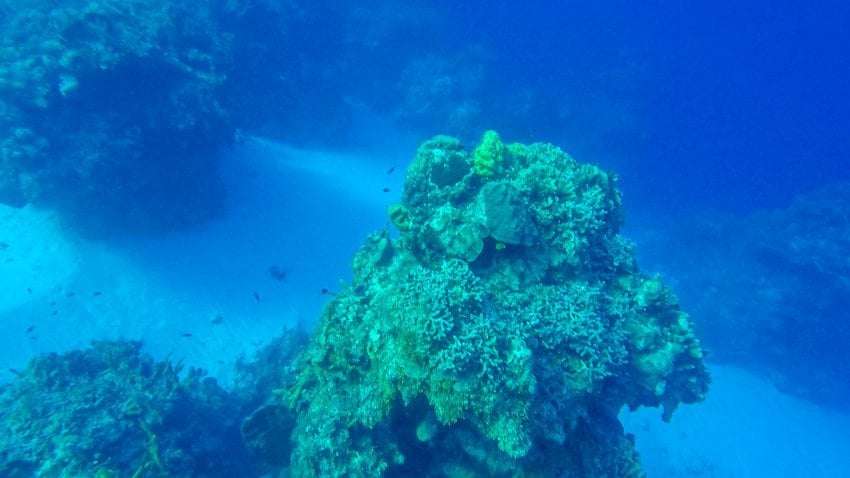 Some of the amazing coral reef structures we saw whiel scuba diving in Cozumel
