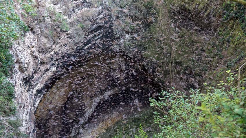 Millions of bats existing Volcan de los Murcielagos