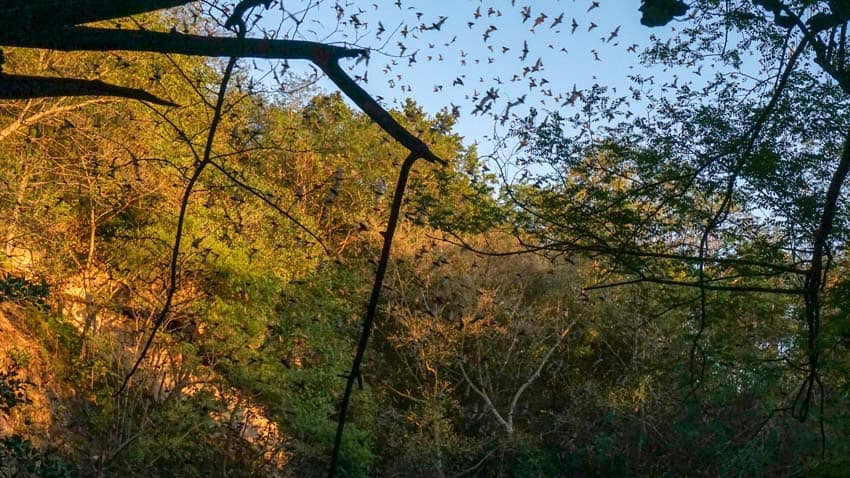 Bats swirling up into the sky at Volcan de los Murcielagos in Campeche, Mexico