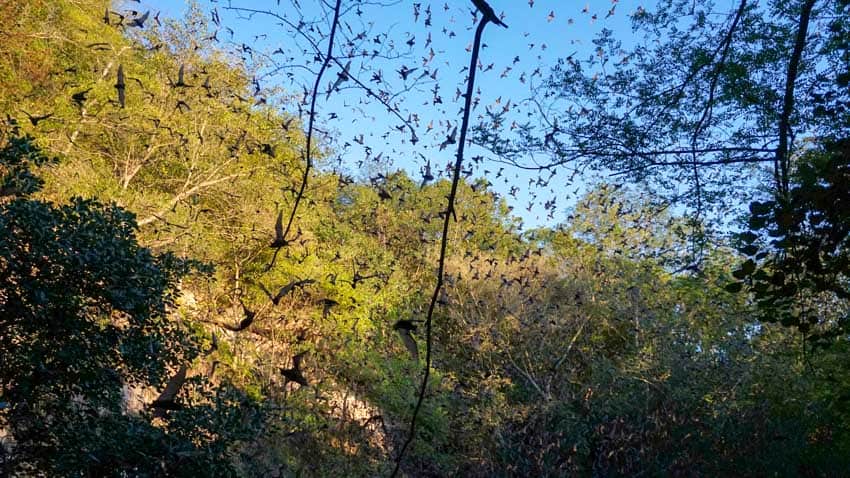 The bats going out to hunt for the night at Volcan de los Murcielagos in Campeche Mexico