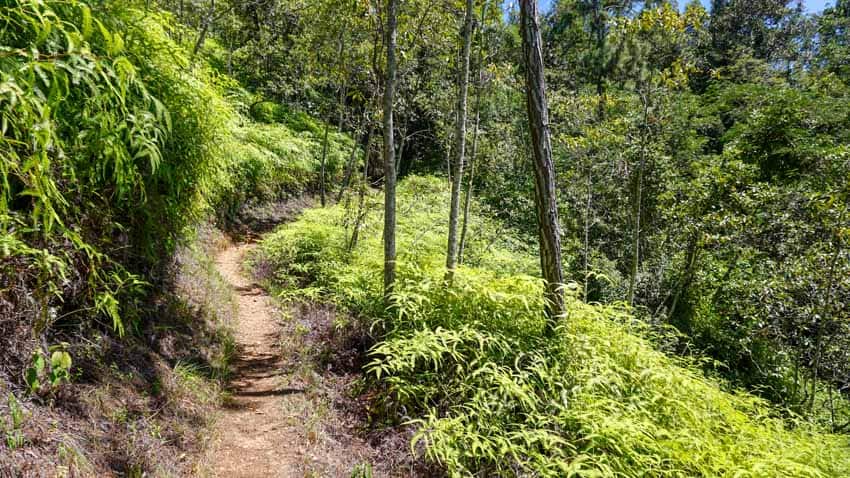 A trail in Cockscomb Basin Wildlife Preserve just outside of Placencia, Belize