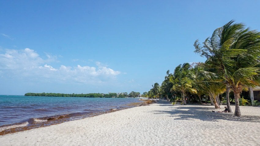 The beach can have some sargassum on it near hotels and resorts in Placencia, Belize