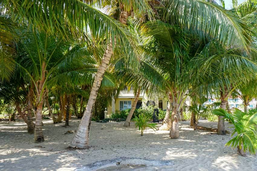 Palm trees near one of the Placencia hotels
