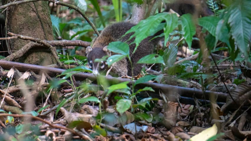 Some of the wildlife in Cockscomb Basin, a white-nosed coati