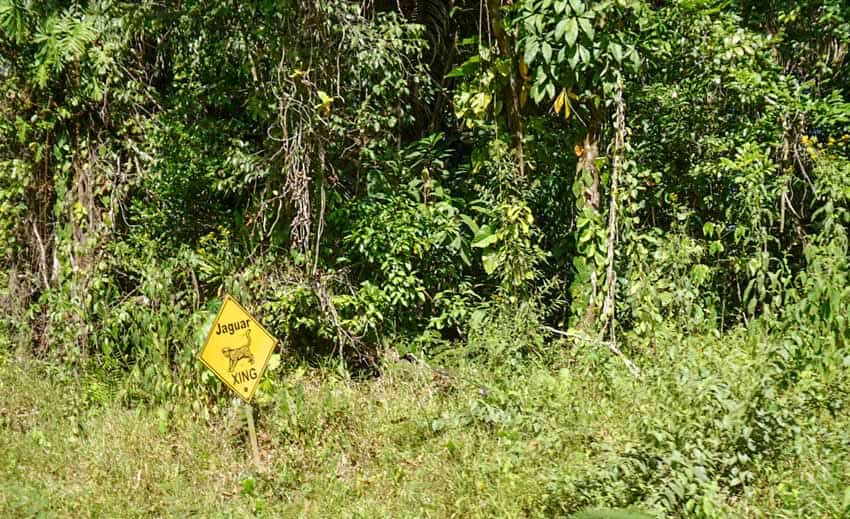 A warning sign for Jaguars in Cockscomb Basin, a great thing to do near Placencia