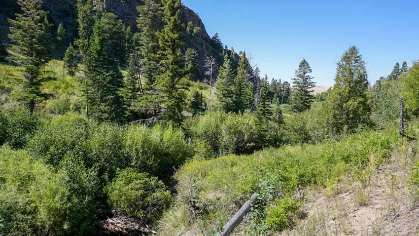 The forested area up the primtive road, a good idea for camping in the Great Sand Dunes National Park
