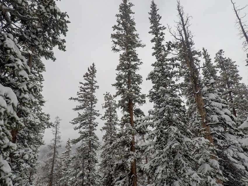 A shot from the trees showing all of the snow you need to be protected from with your ski trip packing list