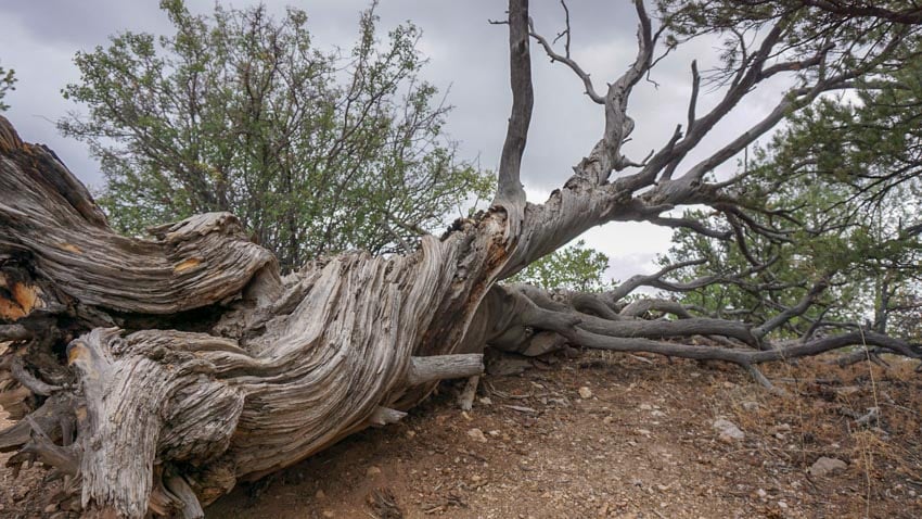 A large juniper tree on its side