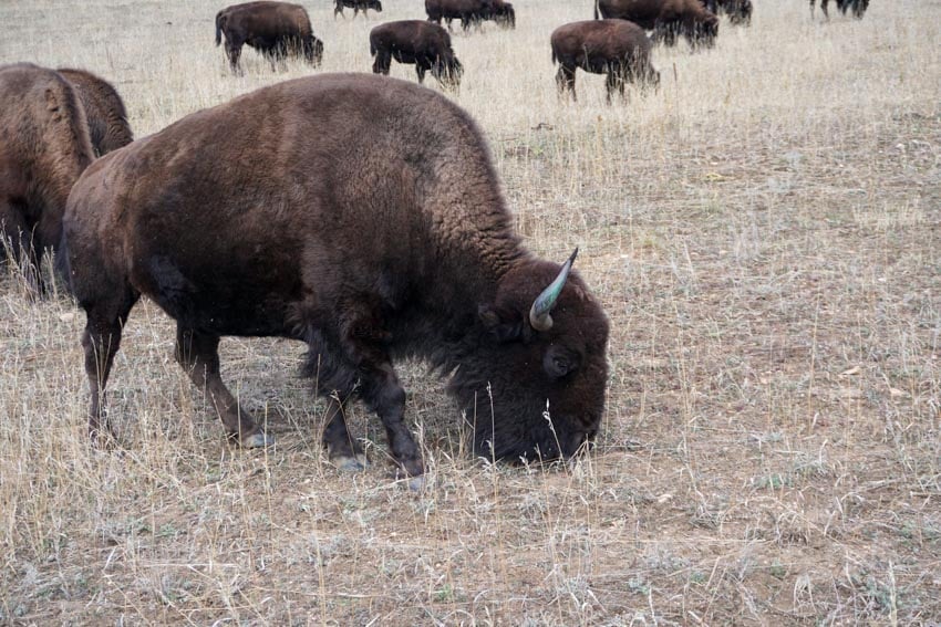 A bison we saw on our Colorado Road Trip