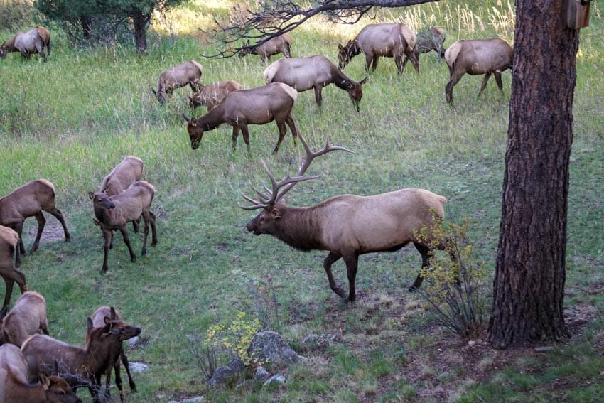 A heard of elk in Colorado