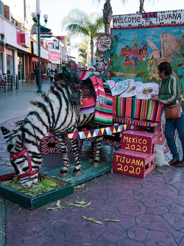 Zonkeys on Tijuana's Avenida Revolucion