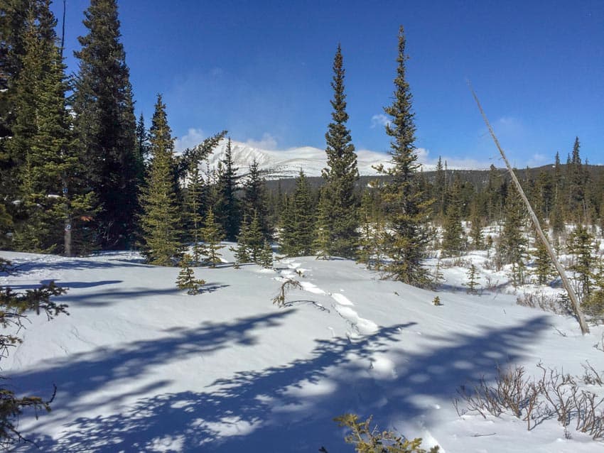 A lovely snowshoeing trail in Colorado on a blue sky day