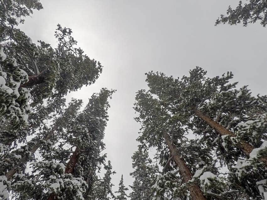 The view looking up from the inside of a dense forest while snowshoeing