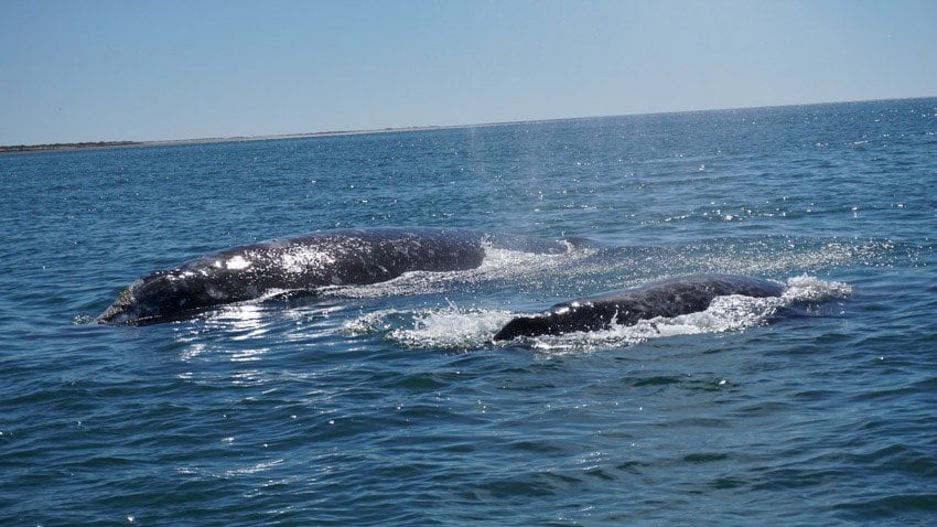 Some grey whales we saw on our Baja Mexico trip