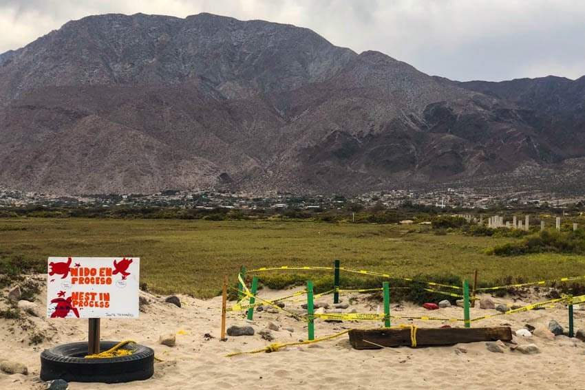 Turtle nest in Bahia de los Angeles