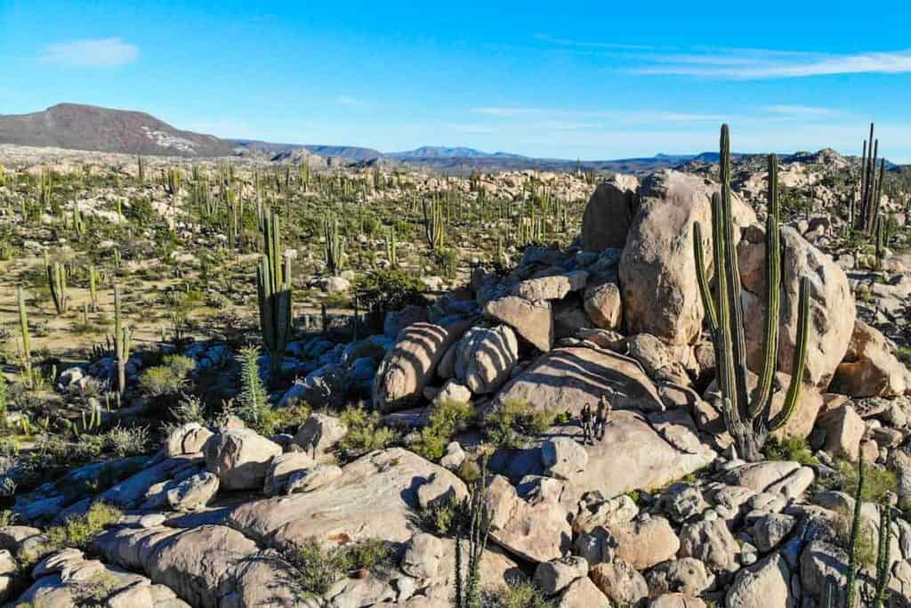 Couple standing on a boulder next to a giant cactus in Baja California