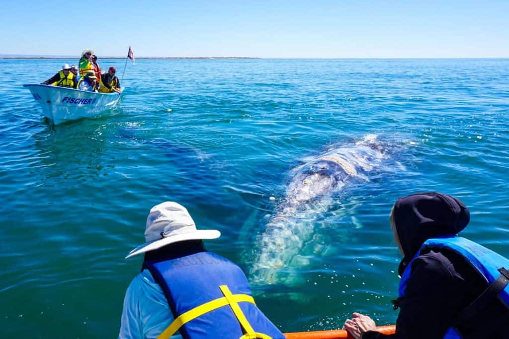 gray whale watching in Baja California