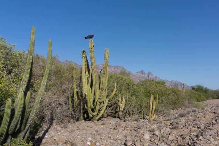 Baja California Camping Beginner's Guide & Top Campgrounds