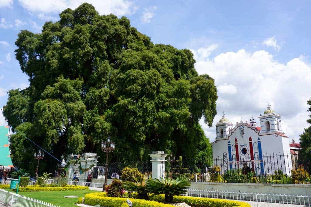 Giant tree next to Mexican church