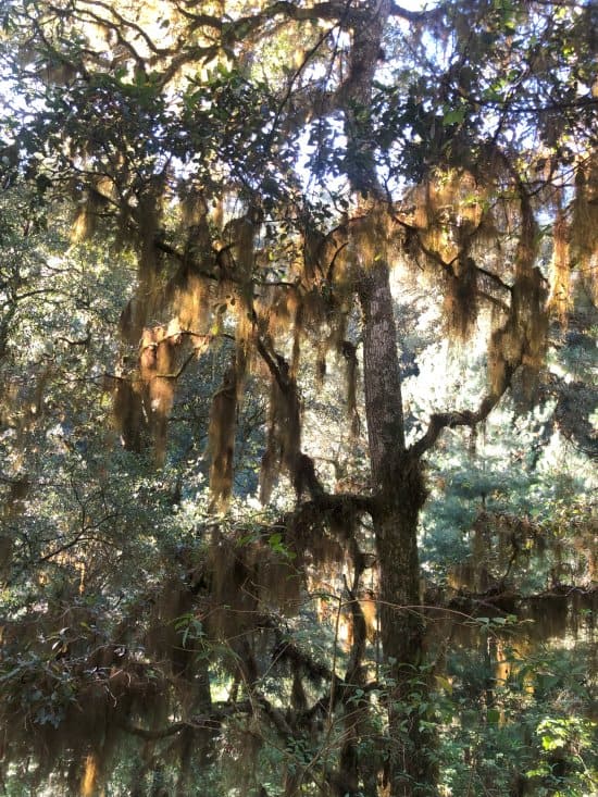 The mossy trees in the forest near Oaxaca's hiking trails in Ecotourism Park at Santa Catarina Ixtepeji Oaxaca