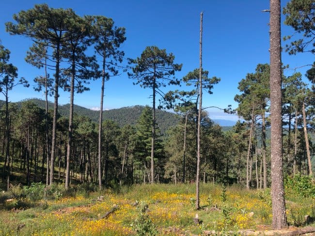 A field of wildflowers and pine trees at Ecotourism Park at Santa Catarina Ixtepeji Oaxaca